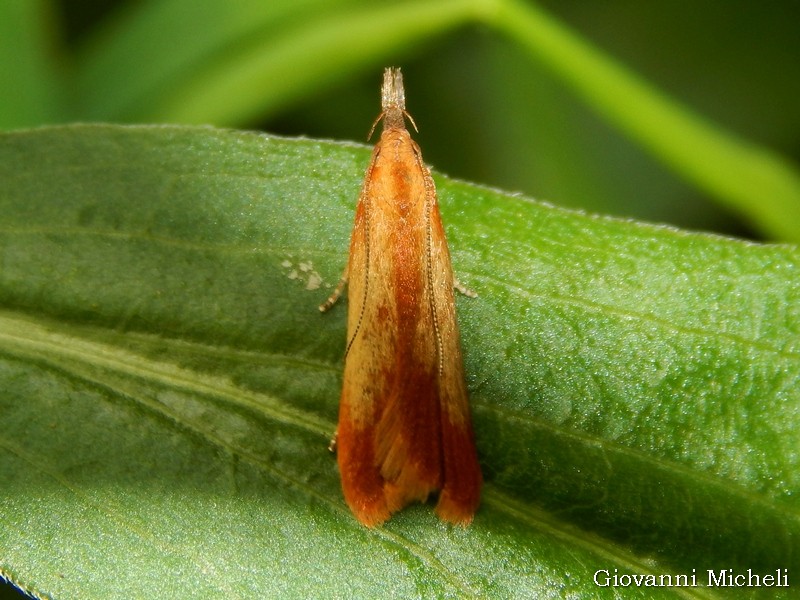 Dichomeris ustatella (Gelechiidae)